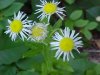 Daisy Fleabane (Erigeron annus)