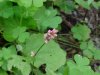 Lady's Thumb (Polygonum persicaria)