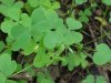 Yellow Wood Sorrel; Sour Grass (Oxalis stricta)