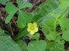 Yellow Wood Sorrel; Sour Grass (Oxalis stricta)