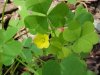 Yellow Wood Sorrel; Sour Grass (Oxalis stricta)