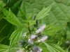 Motherwort (Leonurus cardiaca)