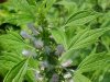 Motherwort (Leonurus cardiaca)