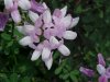 Crown Vetch (Coronilla varia)