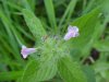 Wild Basil (Clinopodium vulgare)