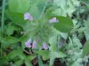 Wild Basil (Clinopodium vulgare)