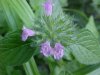 Wild Basil (Clinopodium vulgare)