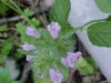 Wild Basil (Clinopodium vulgare)