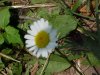 Oxeye Daisy (Leucanthemum vulgare)