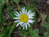 Oxeye Daisy (Leucanthemum vulgare)