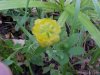 Hop Clover (Trifolium aureum)