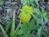 Hop Clover (Trifolium aureum)