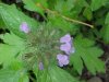 Wild Basil (Clinopodium vulgare)