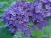 Butterfly Bush (Buddleja davidii)
