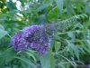 Butterfly Bush (Buddleja davidii)