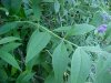 Butterfly Bush (Buddleja davidii)