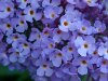 Butterfly Bush (Buddleja davidii)