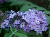 Butterfly Bush (Buddleja davidii)