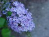 Butterfly Bush (Buddleja davidii)