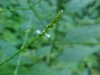 White Vervain (Verbena urticifolia)