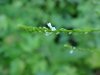 White Vervain (Verbena urticifolia)
