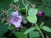 Purple-flowering Raspberry (Rubus odoratus)