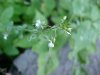 Enchanter's Nightshade (Circaea lutetiana)
