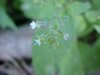 Enchanter's Nightshade (Circaea lutetiana)