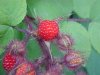 Of the Wild Red Raspberry family (Rubis idaeus)