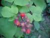 Of the Wild Red Raspberry family (Rubis idaeus)