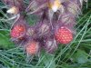 Of the Wild Red Raspberry family (Rubis idaeus)