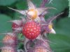 Of the Wild Red Raspberry family (Rubis idaeus)