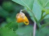 Pale Touch-me-not; Jewelweed (Impatiens pallida)