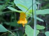 Pale Touch-me-not; Jewelweed (Impatiens pallida)