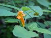 Pale Touch-me-not; Jewelweed (Impatiens pallida)