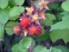 Of the Wild Red Raspberry family (Rubis idaeus)