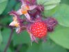 Of the Wild Red Raspberry family (Rubis idaeus)