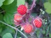 Of the Wild Red Raspberry family (Rubis idaeus)