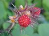 Of the Wild Red Raspberry family (Rubis idaeus)