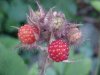 Of the Wild Red Raspberry family (Rubis idaeus)