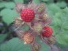 Of the Wild Red Raspberry family (Rubis idaeus)