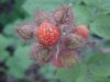 Of the Wild Red Raspberry family (Rubis idaeus)