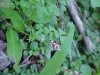 Lady's Thumb (Polygonum persicaria)