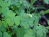 Yellow Wood Sorrel; Sour Grass (Oxalis stricta)