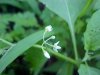 Common Nightshade (Solanum ptychanthum)