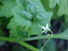 Common Nightshade (Solanum ptychanthum)