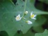 Common Nightshade (Solanum ptychanthum)