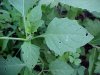 Common Nightshade (Solanum ptychanthum)