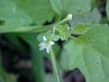 Common Nightshade (Solanum ptychanthum)