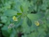 Black Medick (Medicago lupulina)